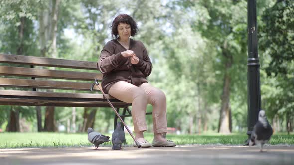 Wide Shot of Lonely Senior Woman with Walking Stick Feeding Pigeons in City Park. Portrait of alt