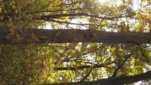 Vertical Video Aerial View of Trees in the Forest on an Autumn Day in Ukraine Slow Motion alt