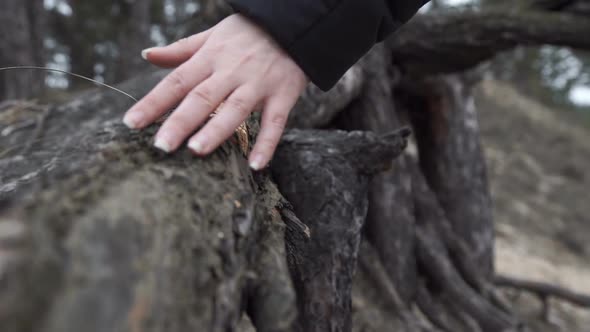A Woman Slowly Runs Her Hand Along The Bark of a Tree