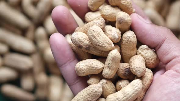 Processed Pea Nuts on Hand Close Up