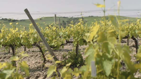 Vineyard in Italy