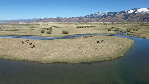 Rising view of pasture with horses alt