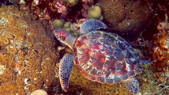 Sea Turtle Swims Under Water with Small Tropical Fishes on Background of Coral Reefs alt