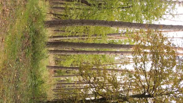 Vertical Video of a Forest Landscape on an Autumn Day in Ukraine alt