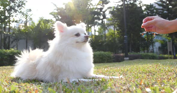 Pomeranian dog at outdoor park alt