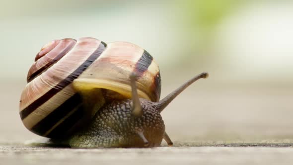 Garden snail 001 alt