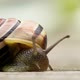 Garden snail 001 - VideoHive Item for Sale