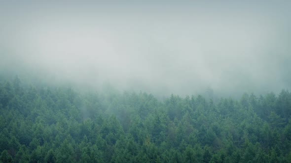 Misty Forest Landscape Timelapse By Rockfordmedia Videohive