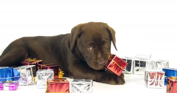 Brown Labrador Retriever, Puppy and Gifts on White Background, Normandy, Slow Motion 4K alt