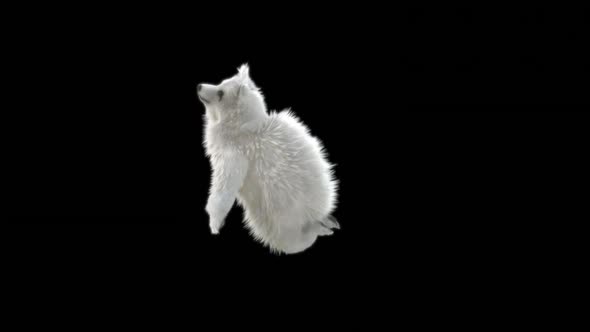 176 Bear Standing React Death Forward HD alt