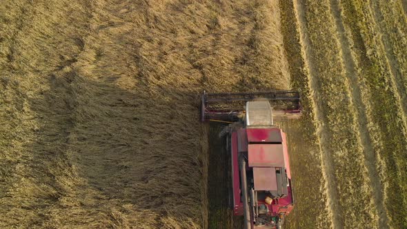 Antenna Combine Harvester Removes Grain in the Evening alt