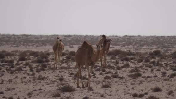 Herd of dromedary camels in the Western Sahara, Africa alt