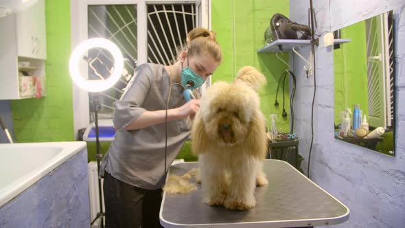Grooming with Clipper of Overgrown Toy Poodle alt