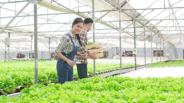 Asia couple farmer harvesting green oak from hydroponics vegetable farm in greenhouse garden.