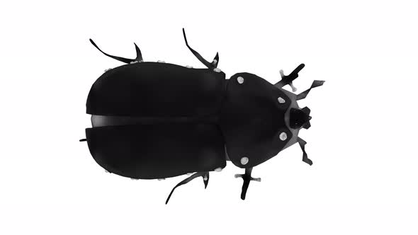 Beetle 4K Looped