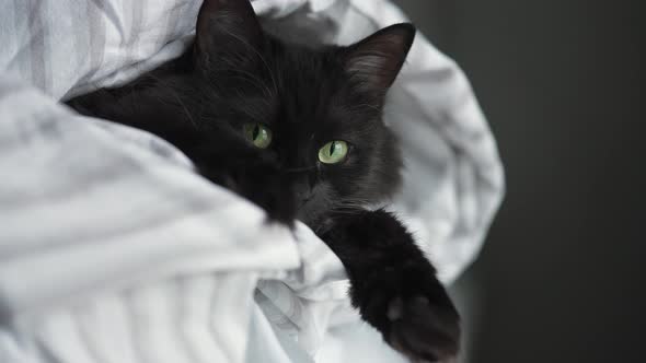 black cat blanket