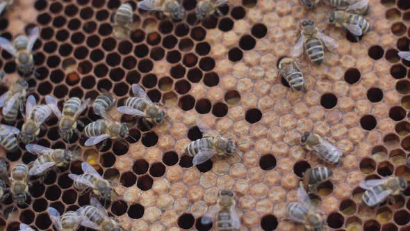 A Colony of Bees Swarms in the Hive