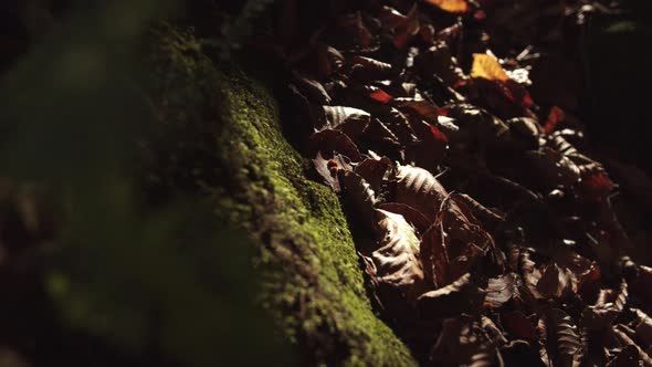 Macro Video of Fallen Leaves Painted in Autumn Colours