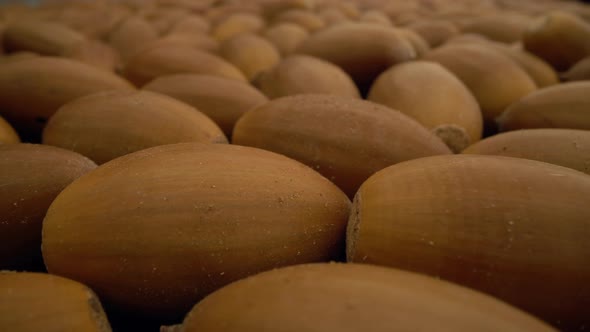 Acorns From an Oak Tree Moving Slowly Over Them in Close Up View alt