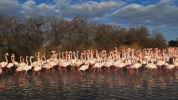 Greater Flamingos, Phoenicopterus roseus,Pont De Gau,Camargue, France alt