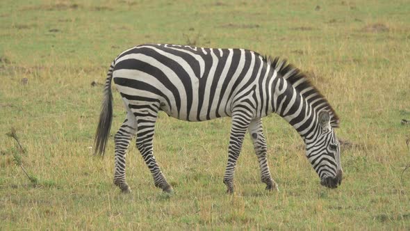 Zebra grazing in Maasai Mara National Reserve alt