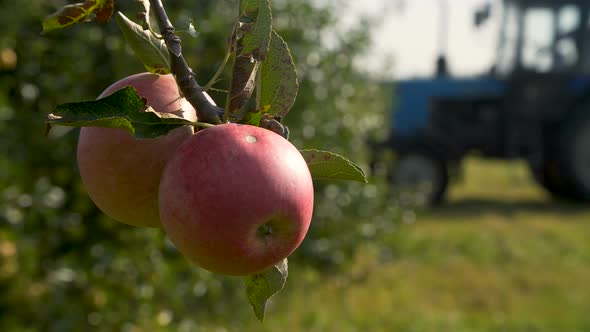 Tractor Harvesting Apples in an Orchard alt