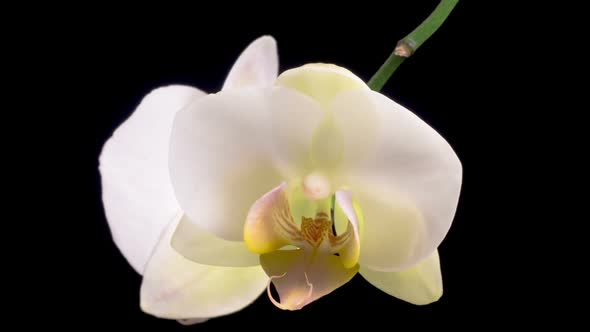 Blooming White Orchid Phalaenopsis Flower alt