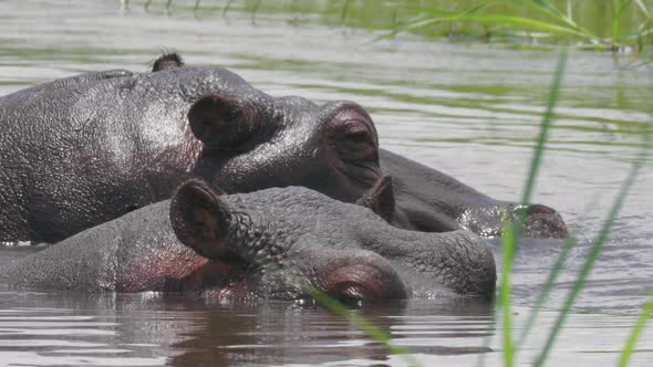 Hippos Submerged In The Cold Lake Water In Bostwana On A Hot Sunny Weather - Closeup Shot alt