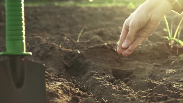 Sowing Culture Mustard In The Soil Ground, The Concept Of Farming And Agriculture, Hands Throw alt