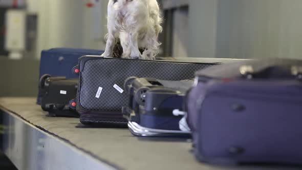 Border Dog Sniffing Suitcases at the Airport