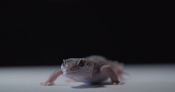 Close Up of a Cute Gecko Walking Around and Licking the Floor alt