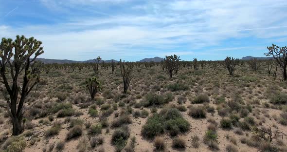 Flying slow through Joshua trees in southern California desert