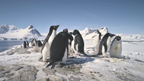 Antarctic Adelie Penguin Colony Snow Rock Closeup alt