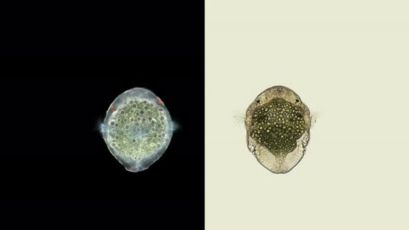 Polychaeta Worm Larva, at the Trochofor Stage, Typical Plankton Larva Floating with Cilia, alt