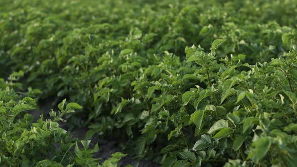 Camera moving green potato field. Potato plants growing summer. Agriculture harvest potato field 