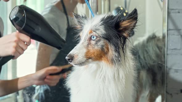 Cute Sheltie Puppy Getting Its Fur Dried After Washing By a Professional Groomer alt
