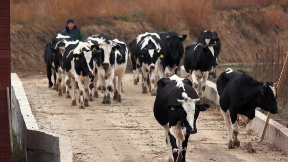 Herd of Cows Walking on the Road alt