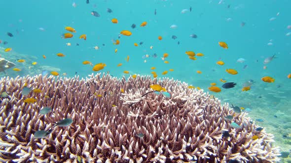 Coral Reef with Fish Underwater alt