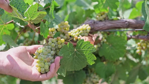 Closeup of a Female Hand Holding a Bunch of Grapes alt