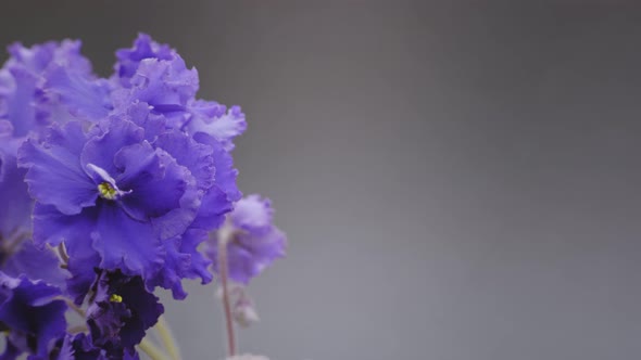 Violet Flowers - 4K