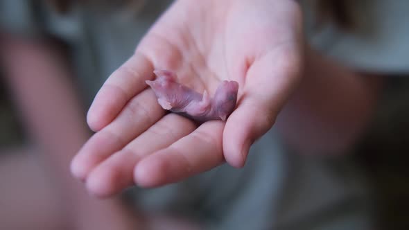 the Child Holds a Little Newborn Hamster in His Hand