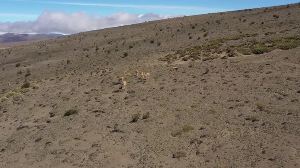 Aerial view that approaches a group of wild lamas or vicunas in the mountains of south america alt
