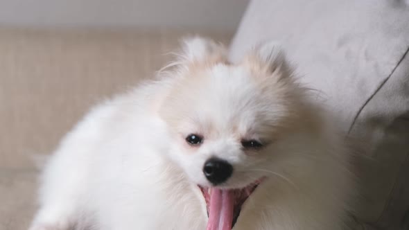 4k uhd cute relax white hair pomeranian dog look at camera smile with tongue out