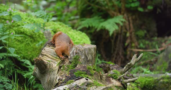 Red Squirrel Looking for Food at the Forest Floor and Jumps Away