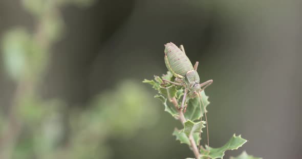 Great Green Bush-Cricket Male (Grasshopper) On A Foliage Leaves In Serra de Aire e Candeeiros