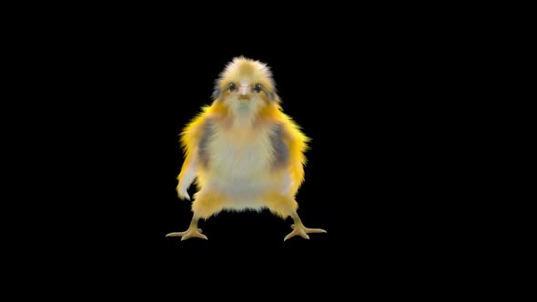 21 Baby Chicks Dancing HD alt