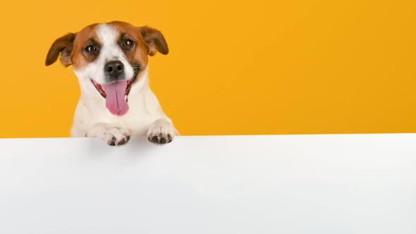 Dog breed Jack Russell Terrier with a large white banner for text