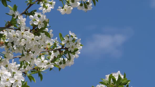 Cherry Tree Blossoms on Blue Sky Background