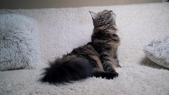 Maine Coon Cat Lies on the Couch and Looks Up Carefully Handheld Cam alt