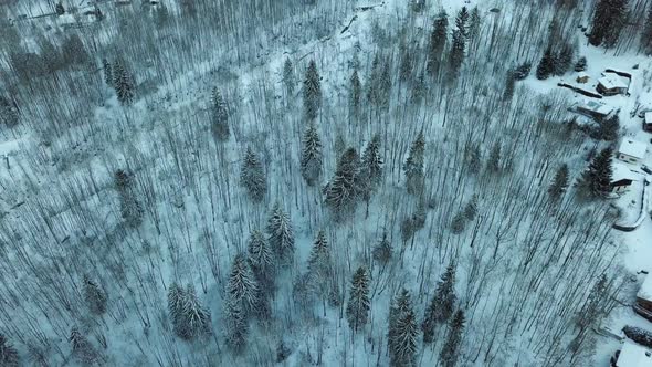Drone shot flying over snowy alpine trees, camera panning up alt